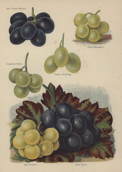 Mrs Pinces Muscat, Royal Muscadine, Chasselas Vibert, Fosters Seedling, Mrs Pearson, Gros Maroc de English School